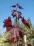 Acer platanoides Crimson Sentry COLUMNAR RED NORWAY M..jpg